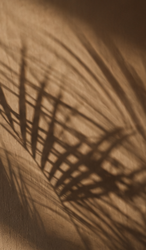 palm-shadow